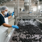 Processo de higienização da polpa açaí curumim Manaus.