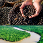 Produto com forte identidade amazônica